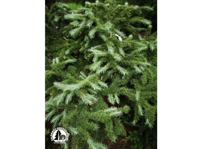 Larix kaempferi   'Wolterdingen'